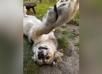 Ikarus - liebenswerter Herdenschutzhund