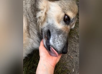Ikarus - liebenswerter Herdenschutzhund