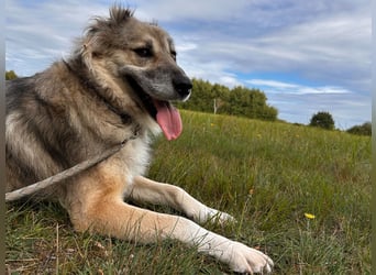 Ikarus - liebenswerter Herdenschutzhund