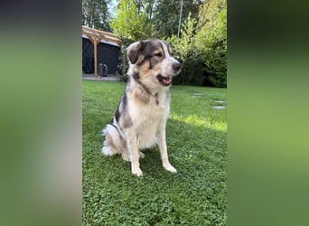 Fritz ❤️ Herdenschutzhund-Mischling auf der Suche