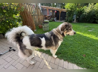 Fritz ❤️ Herdenschutzhund-Mischling auf der Suche