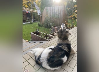 Fritz ❤️ Herdenschutzhund-Mischling auf der Suche