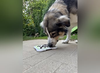 Fritz ❤️ Herdenschutzhund-Mischling auf der Suche