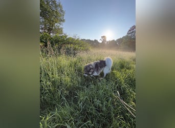 Fritz ❤️ Herdenschutzhund-Mischling auf der Suche