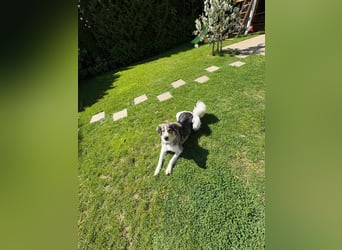 Fritz ❤️ Herdenschutzhund-Mischling auf der Suche