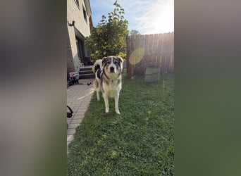 Fritz ❤️ Herdenschutzhund-Mischling auf der Suche