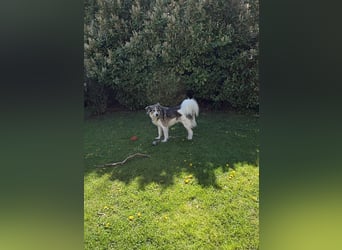 Fritz ❤️ Herdenschutzhund-Mischling auf der Suche