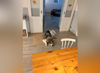 Fritz ❤️ Herdenschutzhund-Mischling auf der Suche