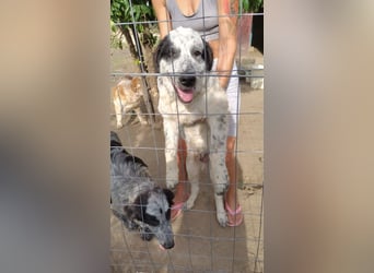 Nepomuk – Familienschatzhund sucht rettende Familie!