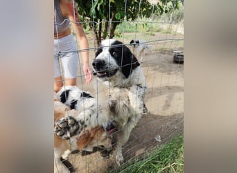 Nemo: „Ich will ein Familienschatzhund werden!“