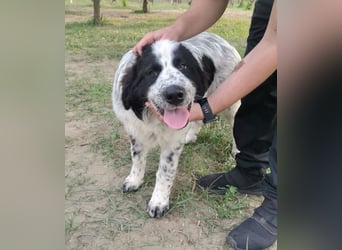 Nemo: „Ich will ein Familienschatzhund werden!“