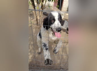 Nemo: „Ich will ein Familienschatzhund werden!“