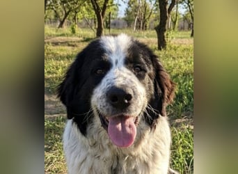 Nemo: „Ich will ein Familienschatzhund werden!“