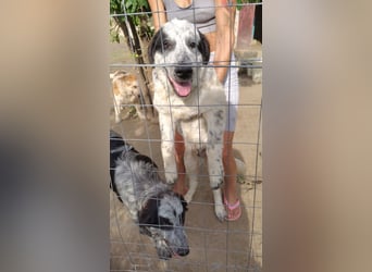 Nepomuk – Familienschatzhund sucht rettende Familie!