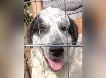 Nepomuk – Familienschatzhund sucht rettende Familie!
