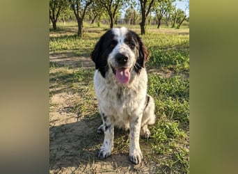 Nemo: „Ich will ein Familienschatzhund werden!“