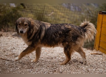 HSH-Mix-Hündin Lilly - eine so zauberhafte Fellseele für erfahrene Hundehalter