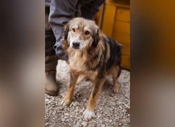 HSH-Mix-Hündin Lilly - eine so zauberhafte Fellseele für erfahrene Hundehalter