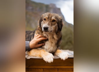HSH-Mix-Hündin Lilly - eine so zauberhafte Fellseele für erfahrene Hundehalter