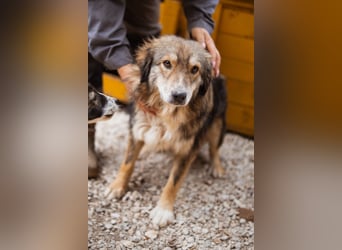 HSH-Mix-Hündin Lilly - eine so zauberhafte Fellseele für erfahrene Hundehalter