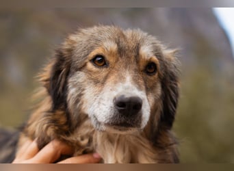 HSH-Mix-Hündin Lilly - eine so zauberhafte Fellseele für erfahrene Hundehalter