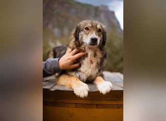 HSH-Mix-Hündin Lilly - eine so zauberhafte Fellseele für erfahrene Hundehalter