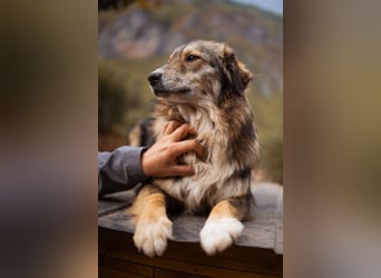 HSH-Mix-Hündin Lilly - eine so zauberhafte Fellseele für erfahrene Hundehalter