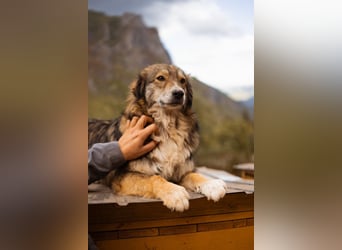 HSH-Mix-Hündin Lilly - eine so zauberhafte Fellseele für erfahrene Hundehalter