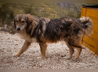 HSH-Mix-Hündin Lilly - eine so zauberhafte Fellseele für erfahrene Hundehalter