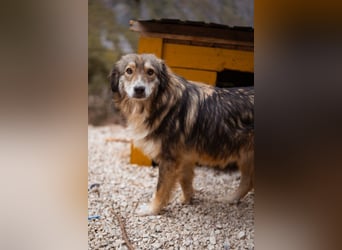 HSH-Mix-Hündin Lilly - eine so zauberhafte Fellseele für erfahrene Hundehalter
