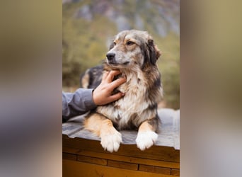 HSH-Mix-Hündin Lilly - eine so zauberhafte Fellseele für erfahrene Hundehalter