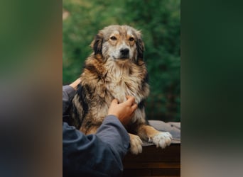 HSH-Mix-Hündin Lilly - eine so zauberhafte Fellseele für erfahrene Hundehalter