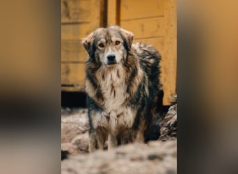 HSH-Mix-Hündin Lilly - eine so zauberhafte Fellseele für erfahrene Hundehalter