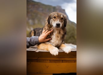 HSH-Mix-Hündin Lilly - eine so zauberhafte Fellseele für erfahrene Hundehalter