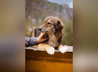 HSH-Mix-Hündin Lilly - eine so zauberhafte Fellseele für erfahrene Hundehalter