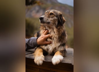 HSH-Mix-Hündin Lilly - eine so zauberhafte Fellseele für erfahrene Hundehalter