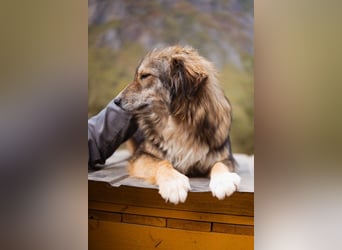 HSH-Mix-Hündin Lilly - eine so zauberhafte Fellseele für erfahrene Hundehalter
