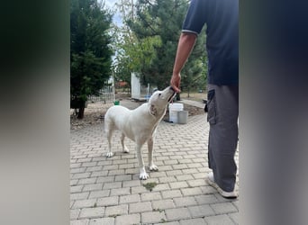 Simba - super sozialer Junghund , 1,5 Jahre- auf PS in 71254 Ditzingen