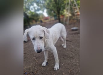 Simba - super sozialer Junghund , 1,5 Jahre- auf PS in 71254 Ditzingen