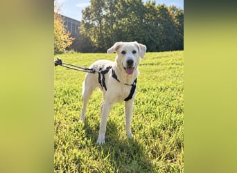 Simba - super sozialer Junghund , 1,5 Jahre- auf PS in 71254 Ditzingen