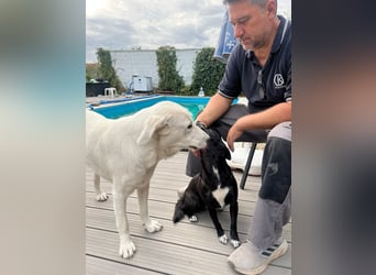 Simba - super sozialer Junghund , 1,5 Jahre- auf PS in 71254 Ditzingen