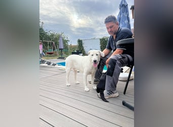 Simba - super sozialer Junghund , 1,5 Jahre- auf PS in 71254 Ditzingen