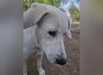 Simba - super sozialer Junghund , 1,5 Jahre- auf PS in 71254 Ditzingen