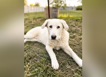 Simba - super sozialer Junghund , 1,5 Jahre- auf PS in 71254 Ditzingen