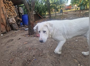 Simba - super sozialer Junghund , 1,5 Jahre- auf PS in 71254 Ditzingen