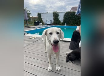 Simba - super sozialer Junghund , 1,5 Jahre- auf PS in 71254 Ditzingen