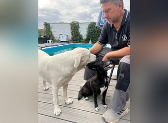Simba - super sozialer Junghund , 1,5 Jahre- auf PS in 71254 Ditzingen