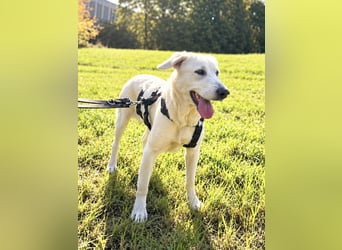 Simba - super sozialer Junghund , 1,5 Jahre- auf PS in 71254 Ditzingen