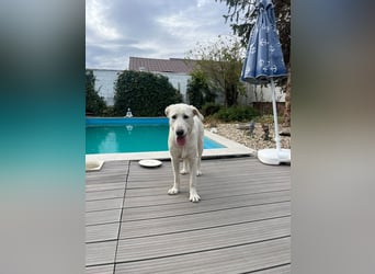 Simba - super sozialer Junghund , 1,5 Jahre- auf PS in 71254 Ditzingen