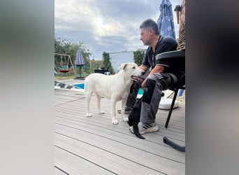 Simba - super sozialer Junghund , 1,5 Jahre- auf PS in 71254 Ditzingen